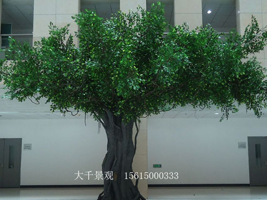 點(diǎn)擊查看詳細(xì)信息<br>標(biāo)題：室內(nèi)榕樹 閱讀次數(shù)：1358